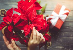 Na Vianoce nás potešili kvetmi. Čo s nimi po sviatkoch?