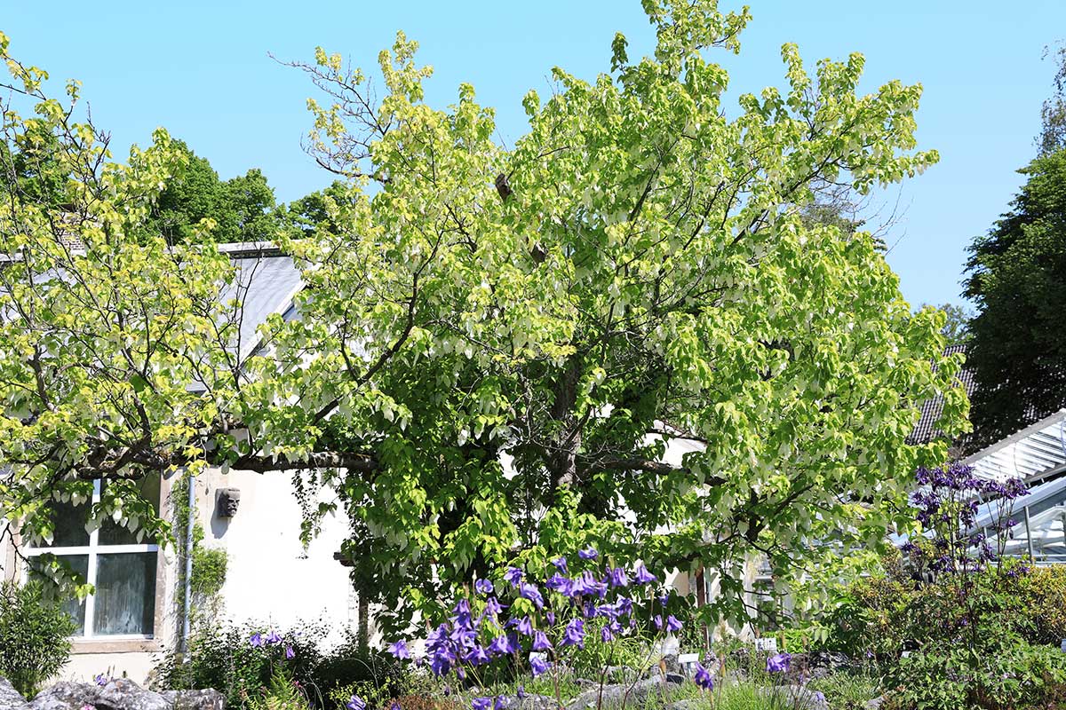 Davidia zákrovnatá v záhrade