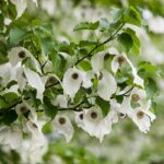 Davidia zákrovnatá