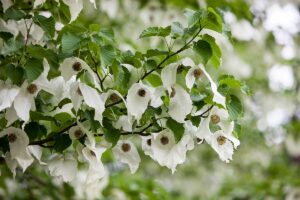 Počas kvitnutia je to bezkonkurenčná drevina. Vaša záhrada ňou získa vyššiu hodnotu