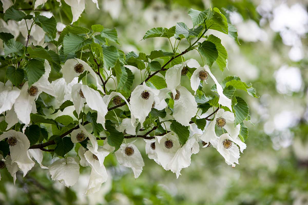 Davidia zákrovnatá