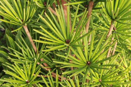 Ihličie dáždnikovca