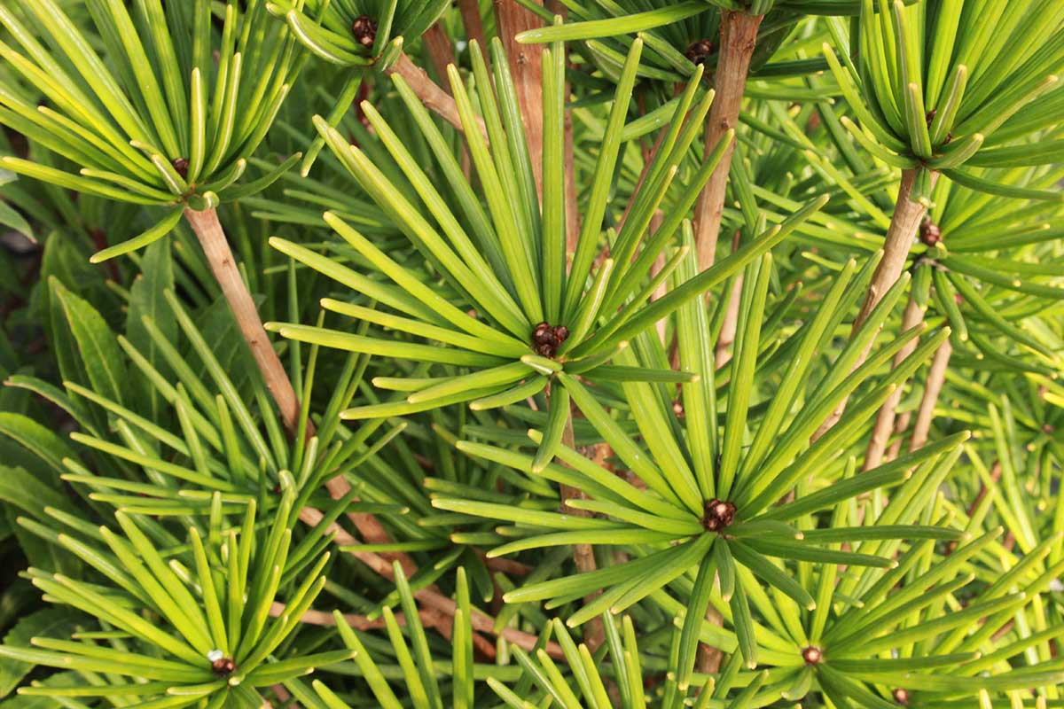 Dáždnikovec má aj na dotyk mimoriadne príjemné ihličie. Foto: Shutterstock