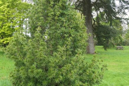 Kuželovitý tvar rastu dáždnikovca