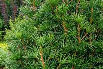 Pestovanie dáždnikovca v záhrade