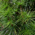 Dáždnikovec praslenatý