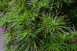 Dáždnikovec je neobyčajný a exkluzívny ihličnan. Vojde sa aj do najmenšej záhrady