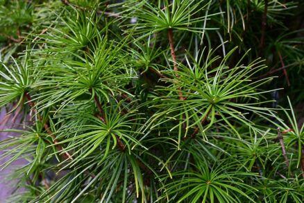 Dáždnikovec praslenatý