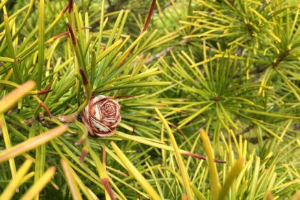 Šišky zdobiace starší dáždnikovec