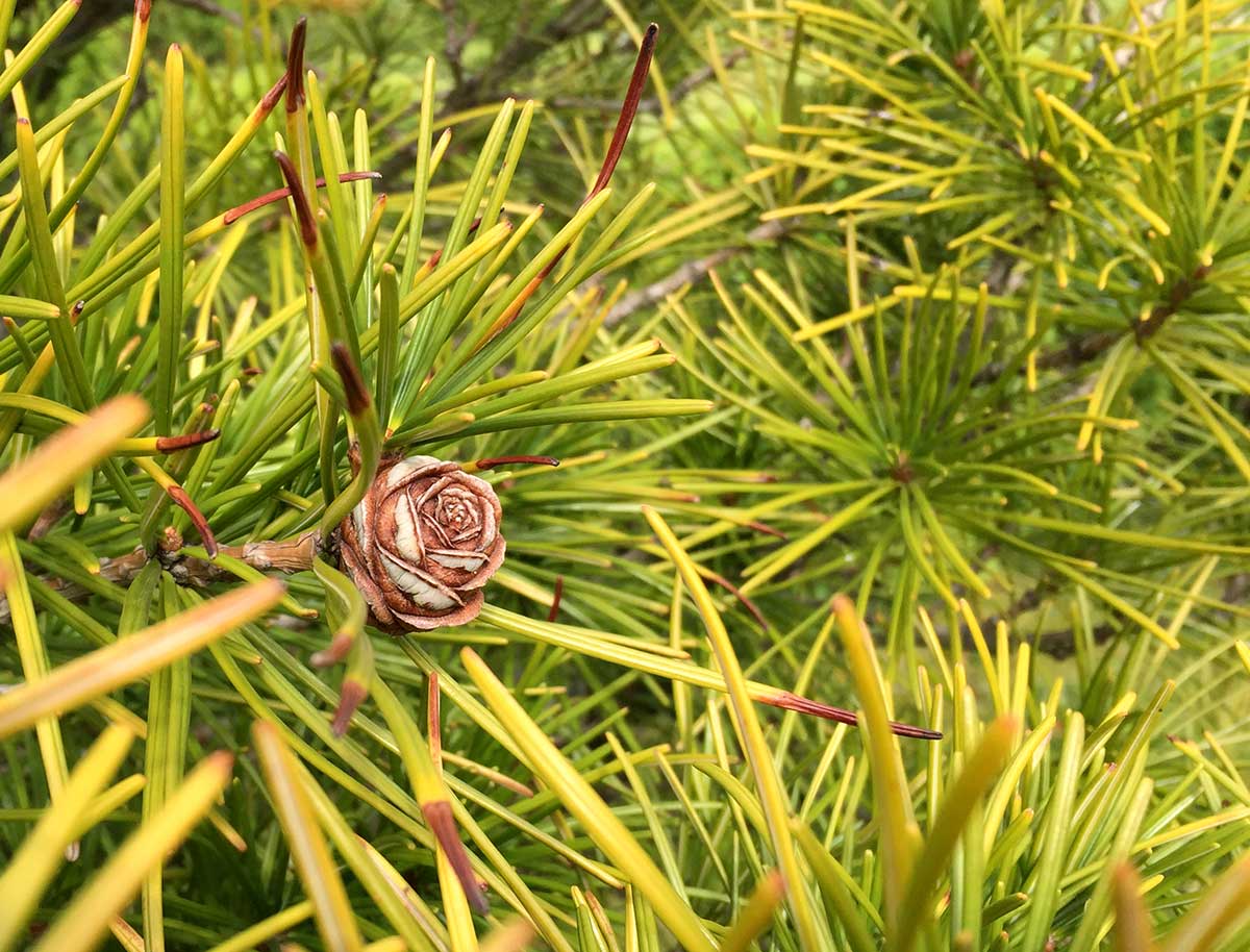 Šišky zdobiace starší dáždnikovec