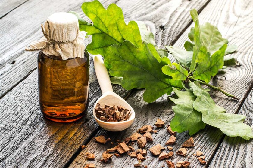 Dubová kôra ako starodávny prírodný liek