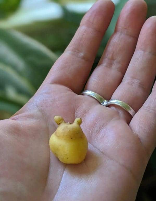 Favorit z tohtoročnej úrody Foto: Reddit (r/Mighty Harvest)