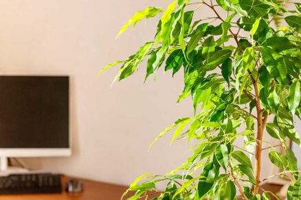 Figovník lesklý na kancelárskom stole