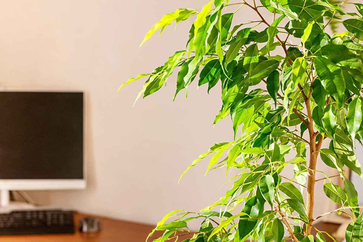 Figovník lesklý na kancelárskom stole