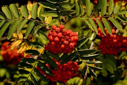 Jarabina vtáčia moravská