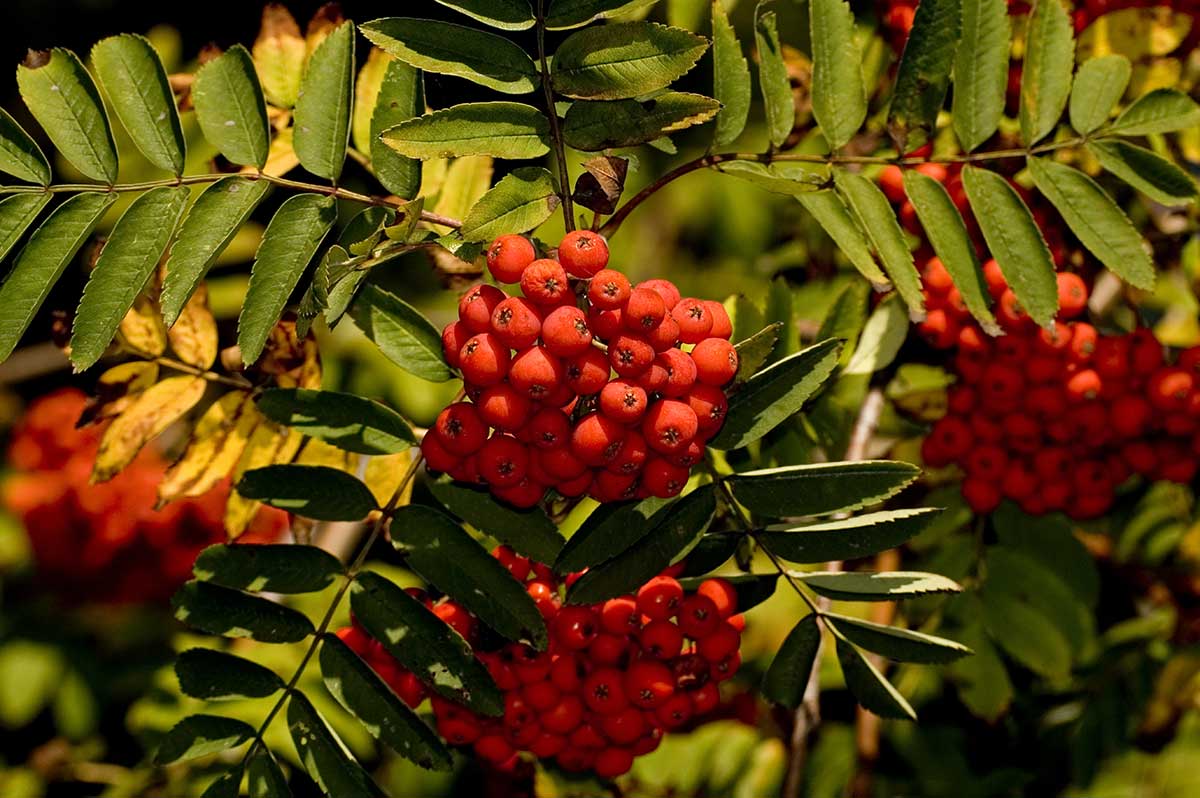 Jarabina vtáčia moravská
