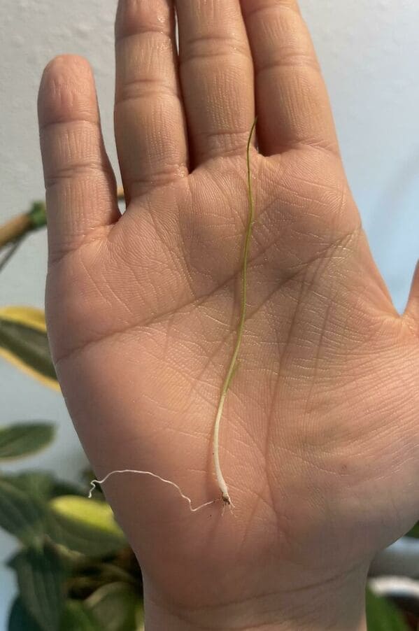 Na obed bude polievka z jarnej cibuľky. Foto: Reddit (r/Mighty Harvest)
