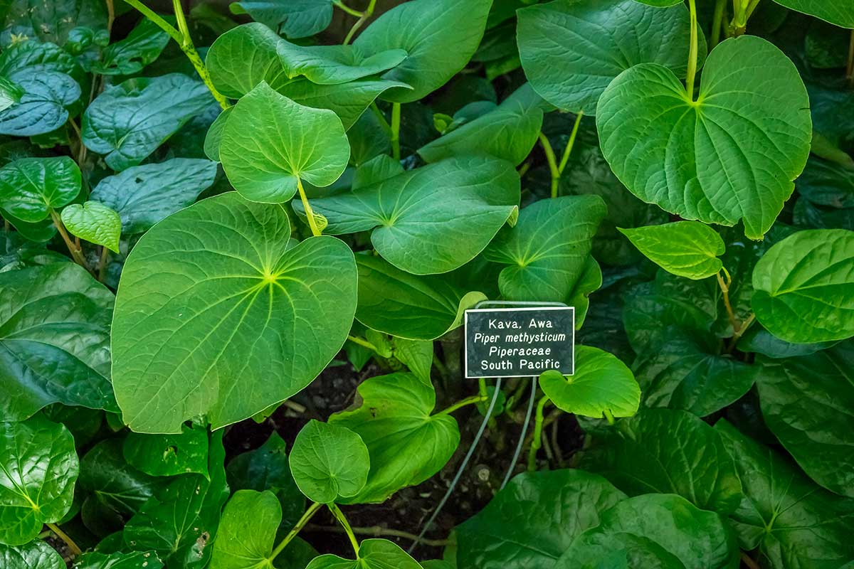 Kava kava Foto: Shutterstock 