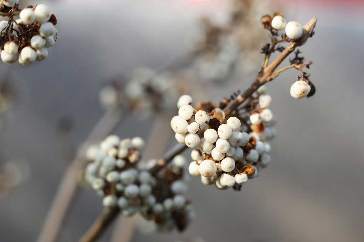 Biele plody krásnoplodu