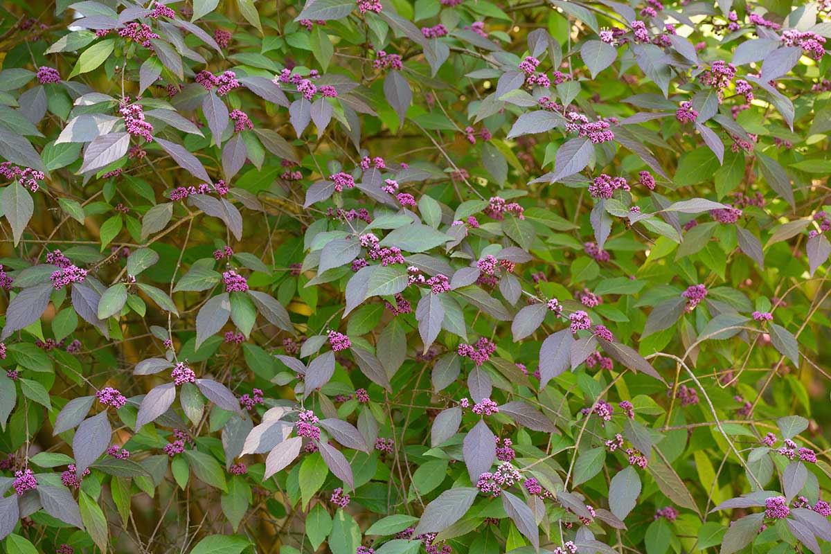 Vyfarbené listy krásnoplodu