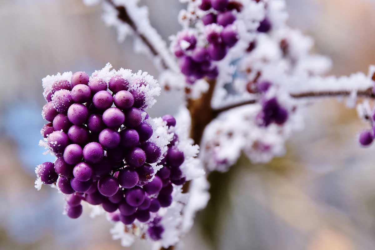 Fialové plody krásnoplodu v zime