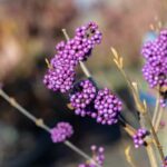 Krásnoplodka Bodinierova