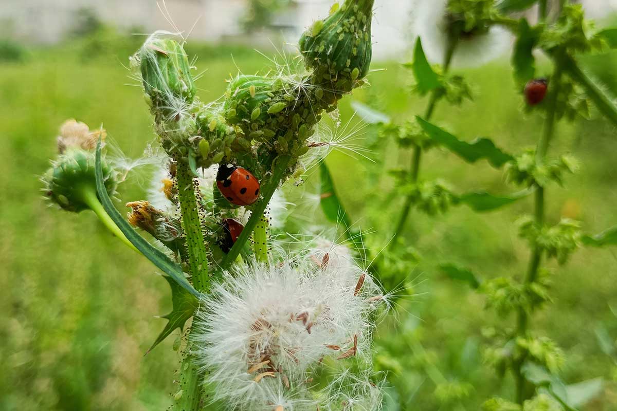Lienka požierajúca vošky
