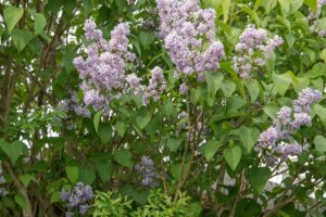 Ako si poradiť s prestarnutým orgovánom? Pomôže správne realizovaný rez