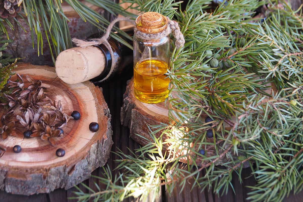 Zber liečivých rastlín v zimnom období