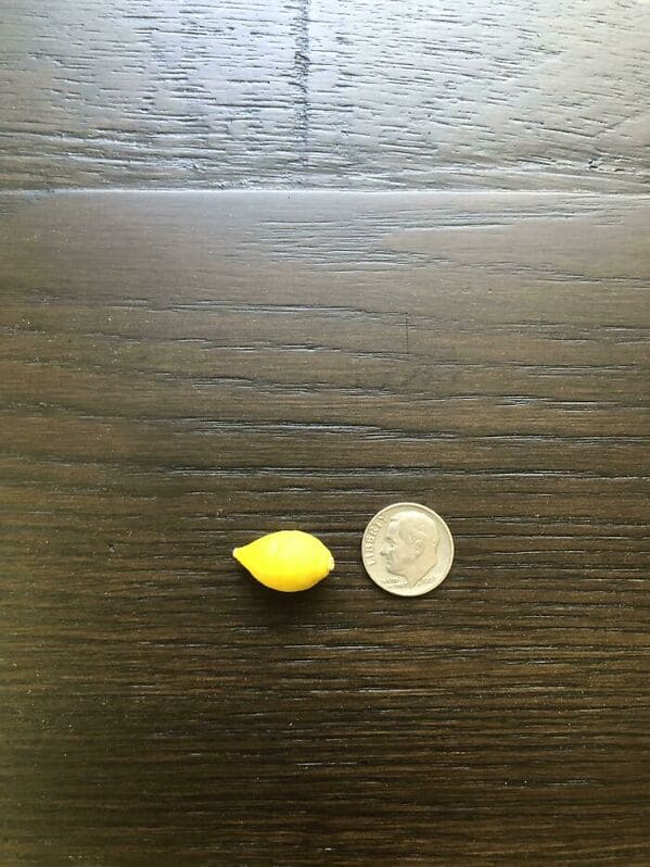 Ideálna veľkosť, ak potrebujete do limonády len kvapku citrónovej šťavy. Foto: Reddit (r/Mighty Harvest)