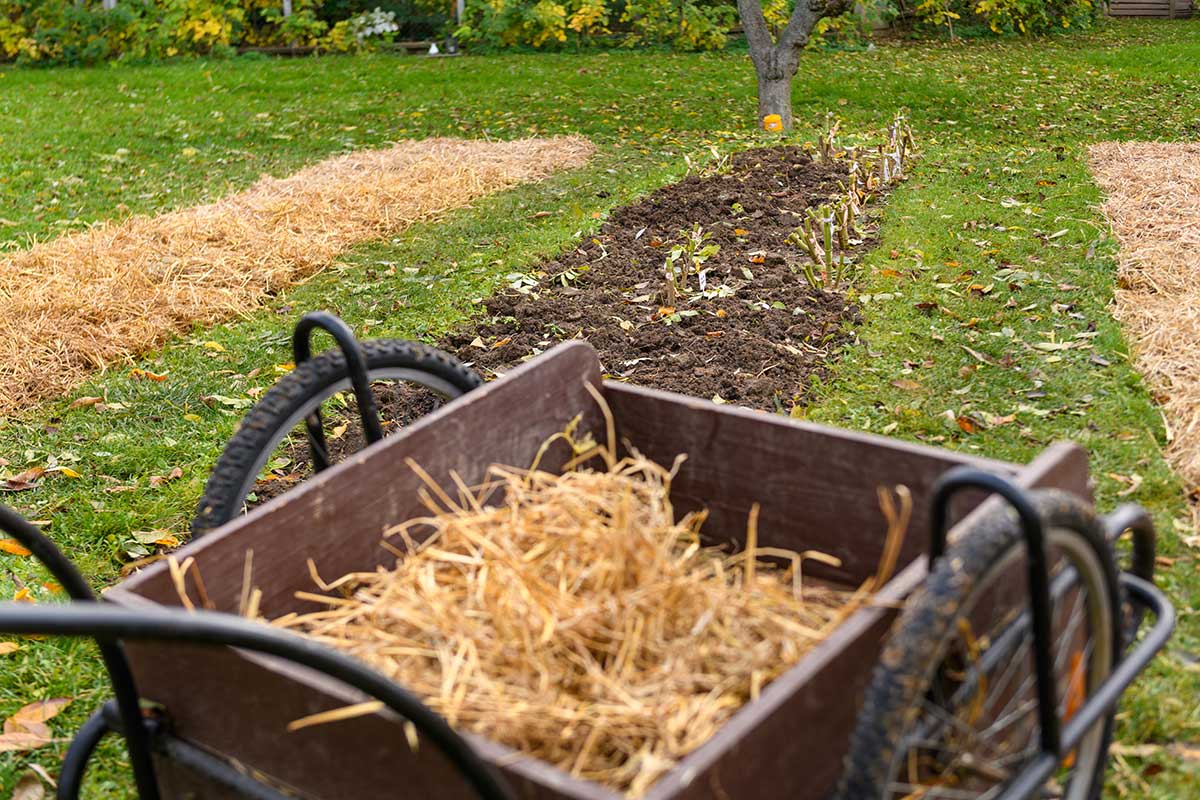 Nastielanie záhonov slamov