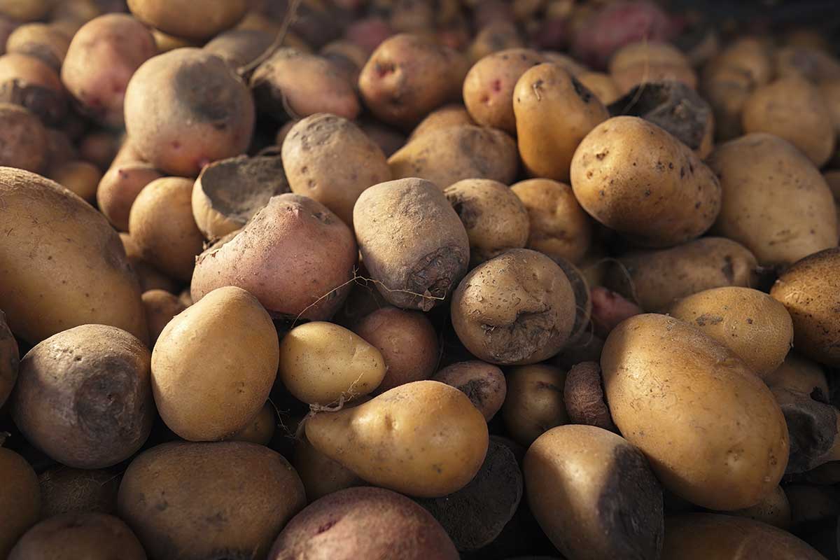 Plesne na skladovaných zemiakoch