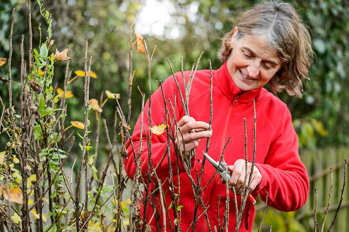 Odstraňovanie staršieho dreva pri čiernych ríbezliach 