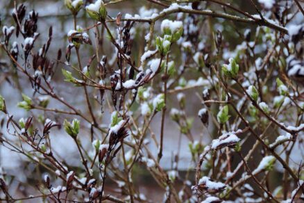 Pučiaci orgován v záhrade počas zimy