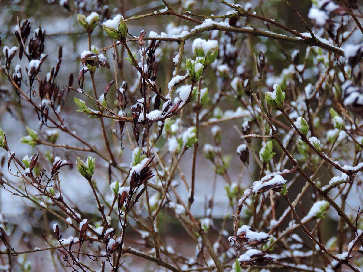 Pučiaci orgován v záhrade počas zimy