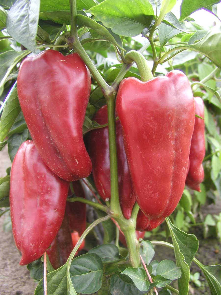 Paprika RAFAELUS