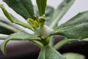 Na zimovanej rastline sa objavil sliz, ktorý pripomína stopu slimákov. O čo ide a ako jej pomôcť?