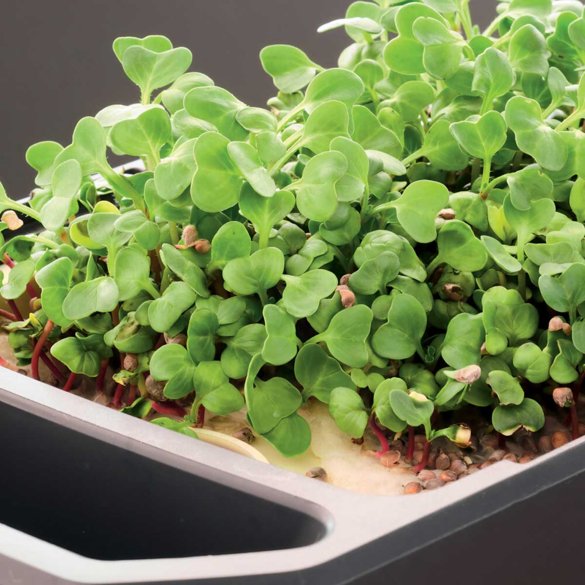 Pestovanie mikrobyliniek