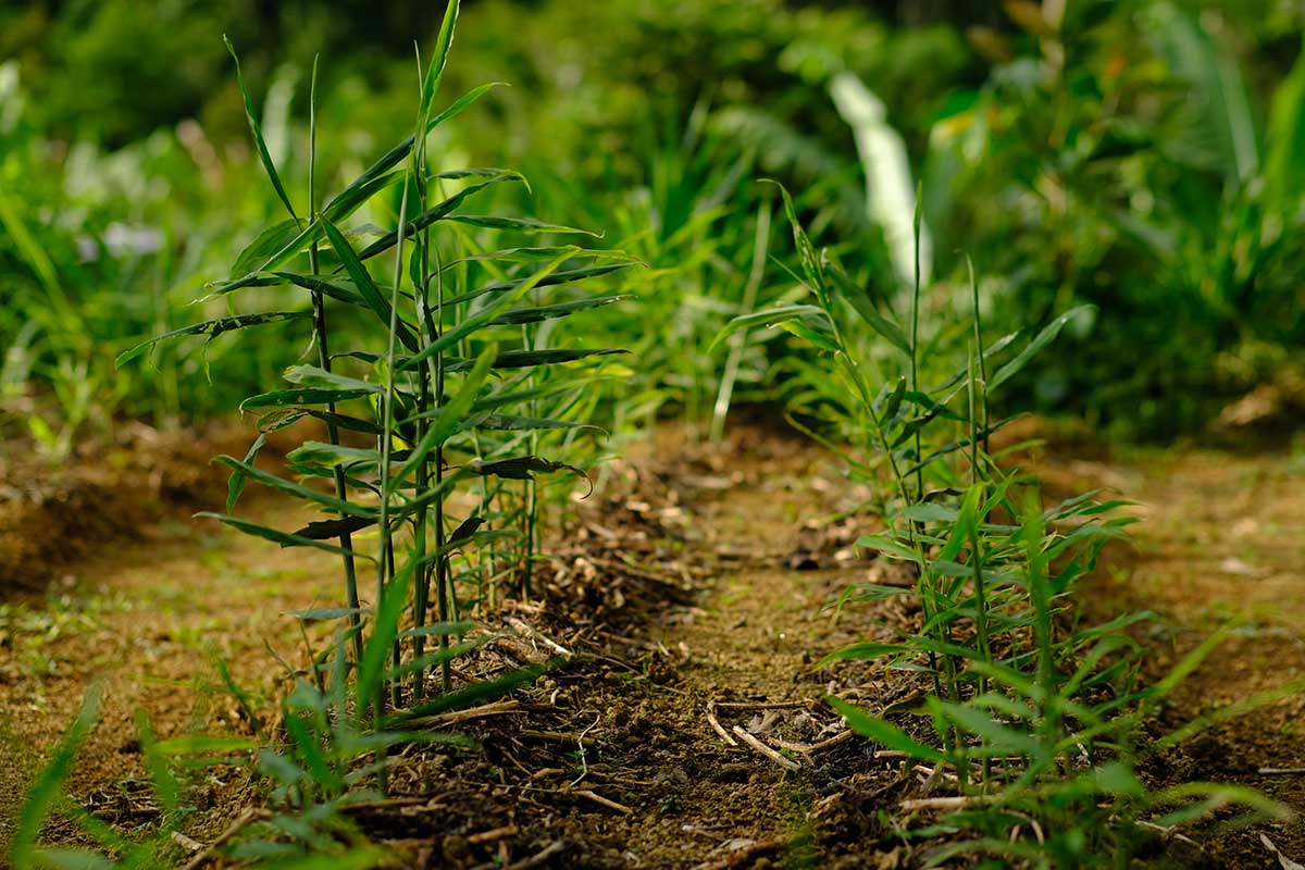 Rastliny zázvoru lekárskeho v pôde