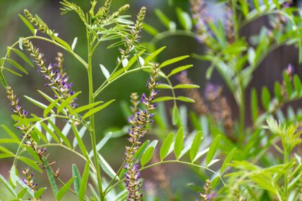 Sladovka hladoplodá