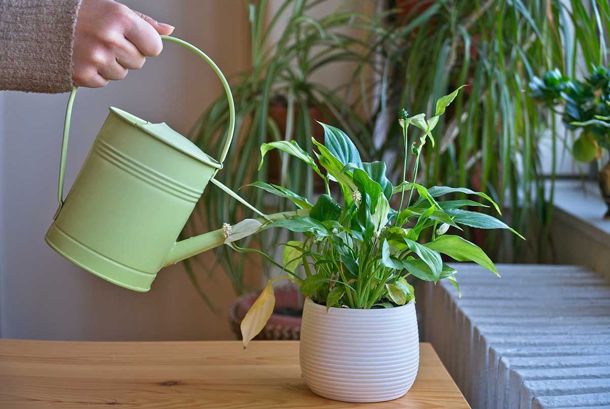 Zalievanie izbových rastlín počas zimy