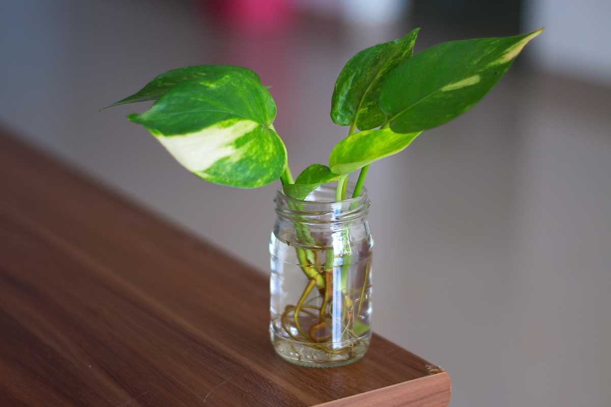 Potosovec pestovaný hydroponicky