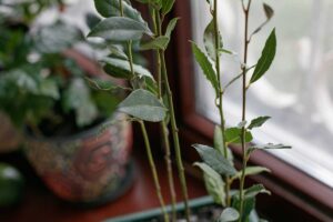 Prezimuje na Slovensku bobkový list? Odpovedá skúsená záhradkárka