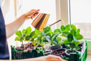 Ako prezimovať zakorenené odrezky hortenzií? Sledujte tieto faktory, radí šéfredaktorka časopisu Záhrada