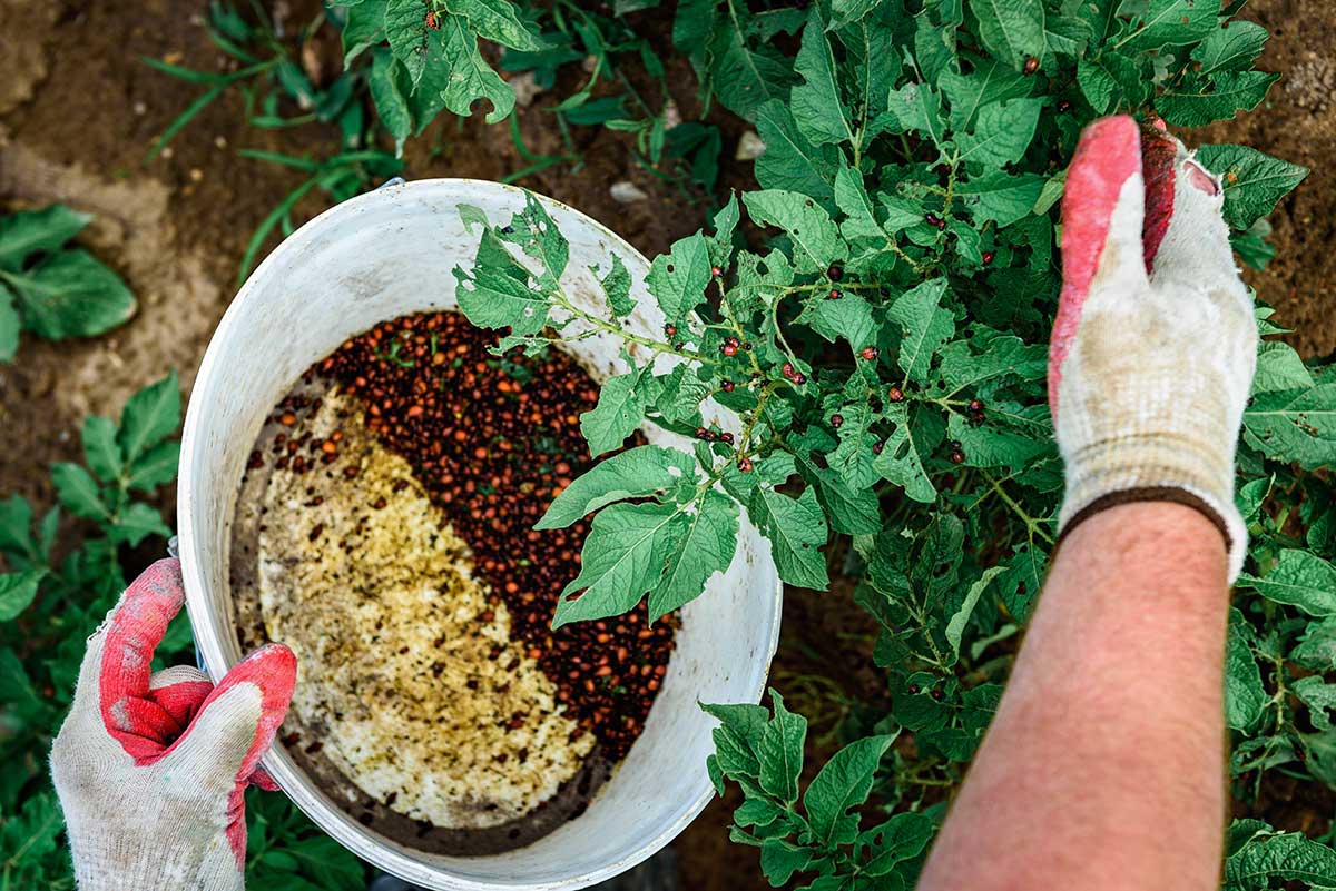Ručné zbieranie mandeliniek zo zemiakov