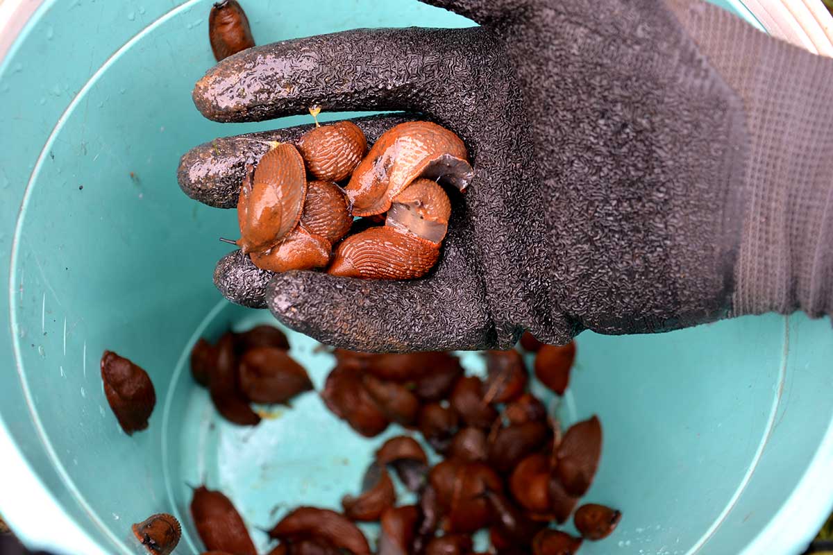 Ručné zbieranie slimákov