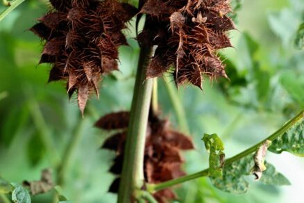 Semená sladovky hladoplodej