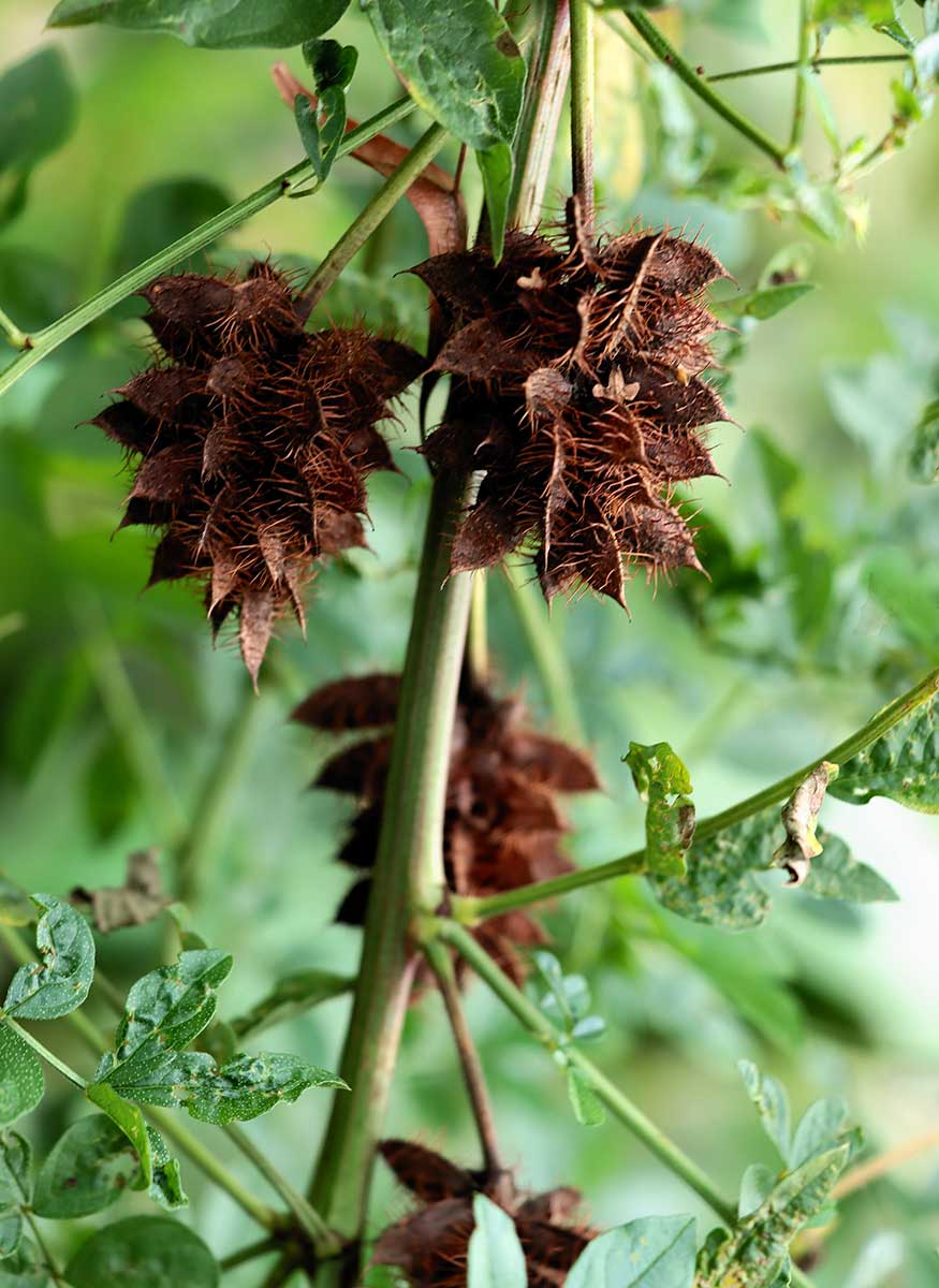 Semená sladovky hladoplodej