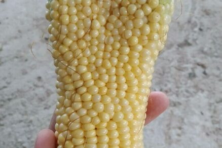 Siamské dvojičky zo sveta kukurice