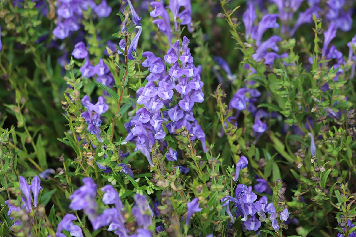 Šišak bajkalský Foto: Shutterstock 